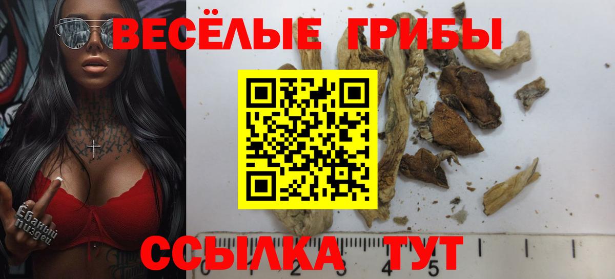 Галлюциногенные грибы Psilocybe  Вход с VPN  цены   Выкса 